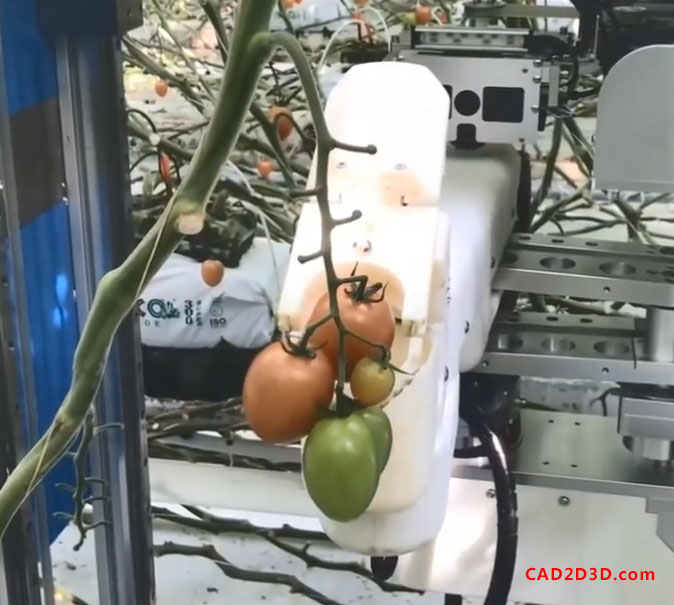 番茄自动化采摘AI机器人 利用视觉相机识别番茄